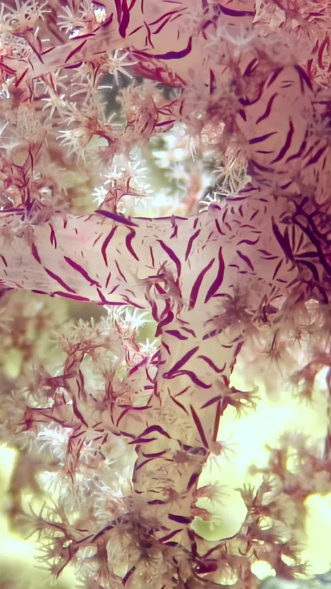 Vibrant colony of red tree soft corals thriving in the Red Sea Stock Footage 320385398