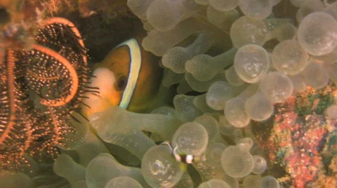 Vibrant colored Clarks anemonefish, Amphiprion clarkii in a sea anemone Stock Footage