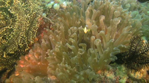 Vibrant colored Clarks anemonefish, Amphiprion clarkii in a sea anemone Stock Footage
