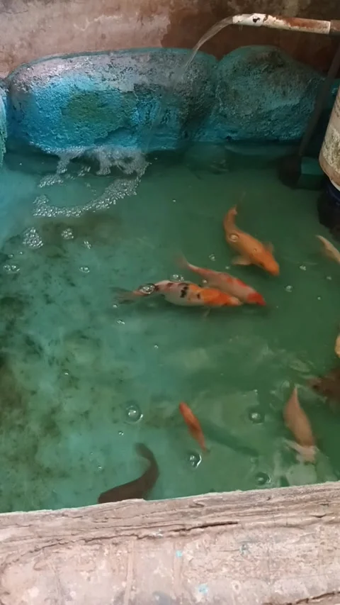 Vibrant Colorful Koi Fish Actively Swimming in a Small Pond. Stock Footage 308737004
