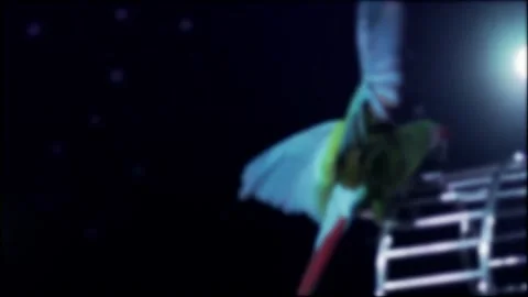 Vibrant colorful parrot performs amazing acrobatic stunt on rotating wheel in Stock-Footage 342923265