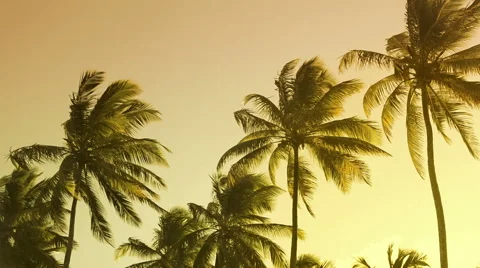 Vibrant colors palm tree summer at sunset Stock Footage 45117835