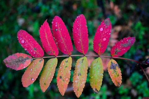 Vibrant colourful rowan tree leafs with water droplets in autumn Foto stock