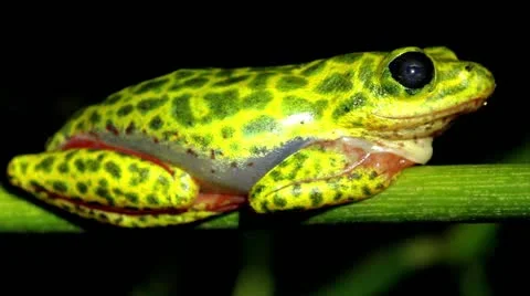 A VIBRANT Common or Painted Reed Frog in Uganda, Africa. Stock Footage 11322925