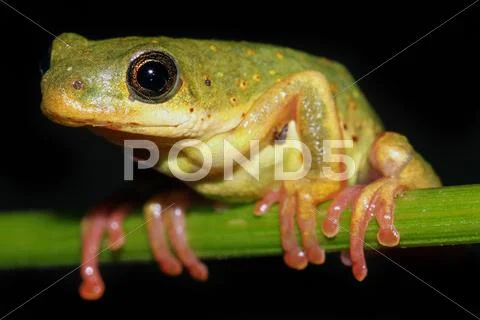 A VIBRANT Common Reed Frog in Kenya, Africa. Stock Photos
