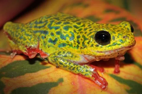 A VIBRANT Common Reed Frog in Uganda, Africa. Stock Photos