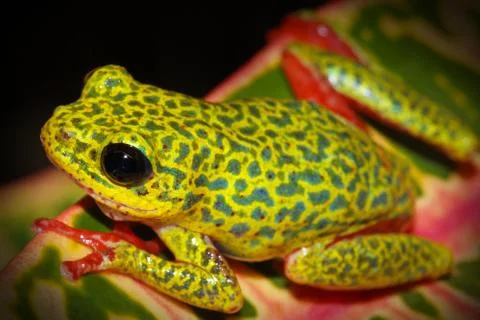 A VIBRANT Common Reed Frog in Uganda, Africa. Stock Photos
