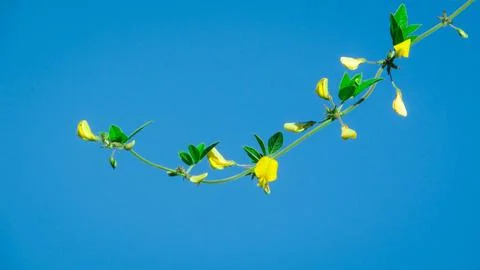 A vibrant composition featuring tiny yellow flowers and green foliage reach.. Stock Photos