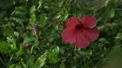 Vibrant Contrast: Close-up of Red Flowers and Emerald Greenery Swaying in Breeze Stock-Footage 320031319
