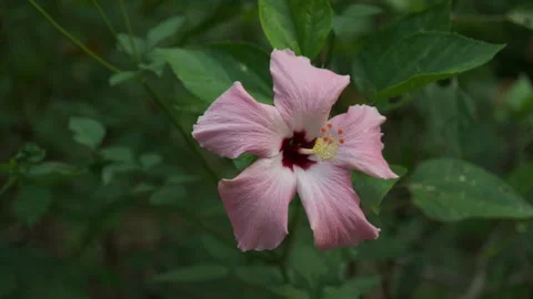 Vibrant Contrast: Close-up of Red Flowers and Emerald Greenery Swaying in Breeze Stock Footage 320031998