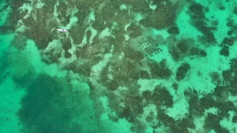 Vibrant Coral Reef from Above 库存影片 339097585