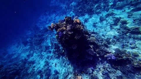 Vibrant Coral Reef and Fish Underwater in Red Sea Near Sharm El-Sheikh, Egypt Stock Footage 342236639