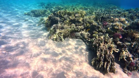 Vibrant coral reef beneath crystal clear ocean waters Stock Footage 288037314