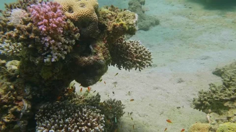 Vibrant Coral Reef Ecosystem Built by Polyps in Tropical Waters Stock Footage 311939887