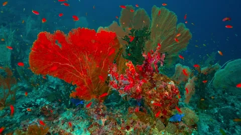 Vibrant Coral Reef Ecosystem with Red Sea Fans and Orange Fish Stock Footage 301045603