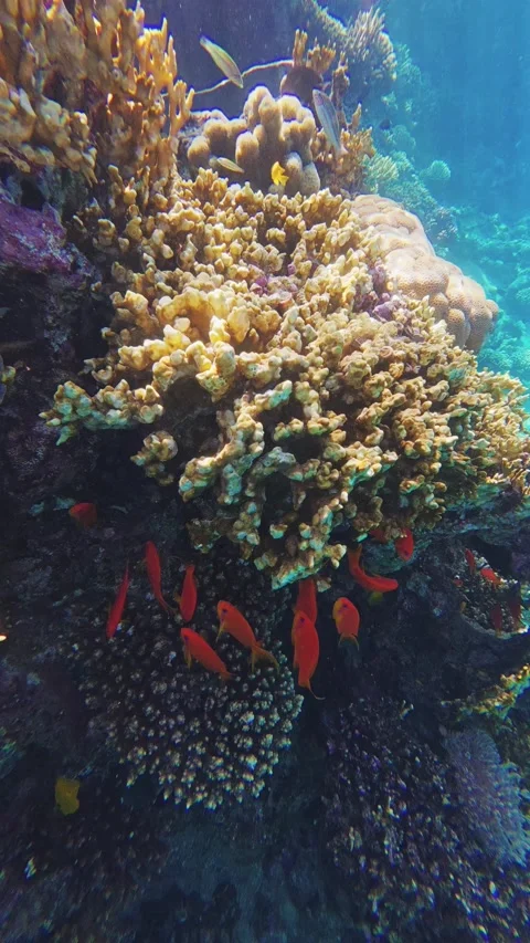 Vibrant coral reef ecosystem Red Sea Aqaba Jordan diving POV nature underwater Stock Footage 333125869