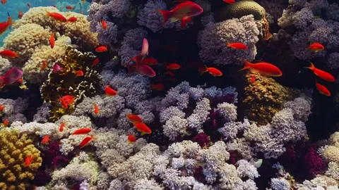 Vibrant Coral Reef Ecosystem with School of Anthias Fish Stock Footage 316580933