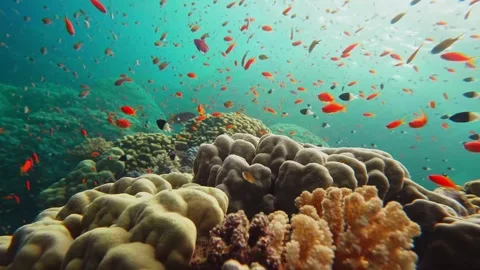 Vibrant Coral Reef Ecosystem Teeming with Colorful Fish Stock Footage 316572612
