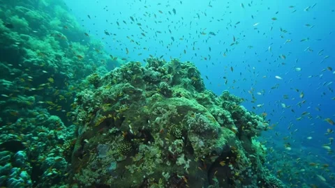 Vibrant Coral Reef Ecosystem Teeming with Colorful Fish Stock Footage 316689398