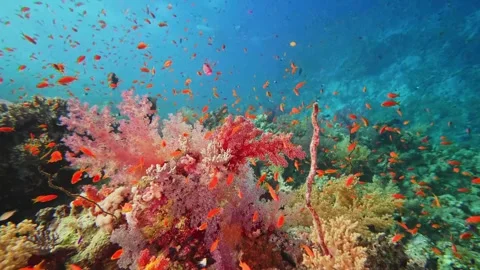 Vibrant Coral Reef Ecosystem Teeming with Colorful Fish Underwater Stock Footage 316691573