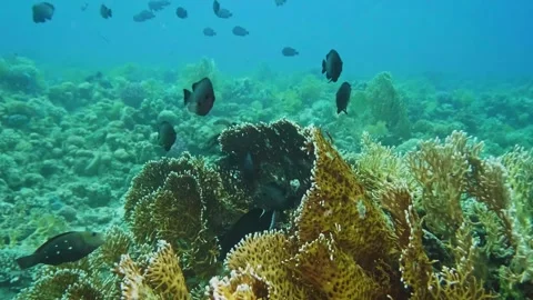 Vibrant Coral Reef Ecosystem with Threespot Dascyllus Fish Stock Footage 316576149
