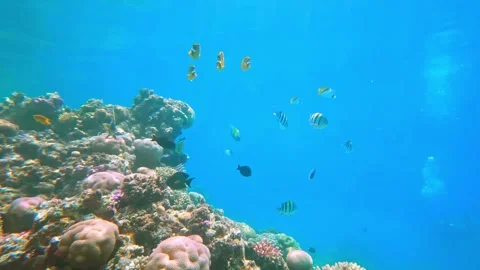 Vibrant coral reef ecosystem with various tropical fish species in the Red Sea Stock Footage 311925686