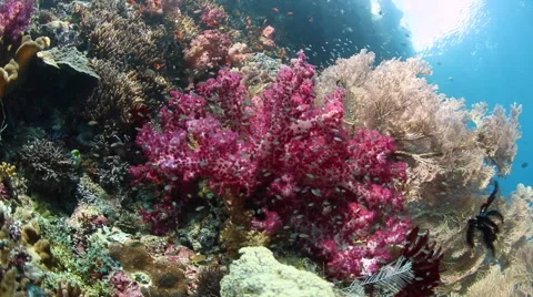 Vibrant Coral Reef Stock Footage 58253457