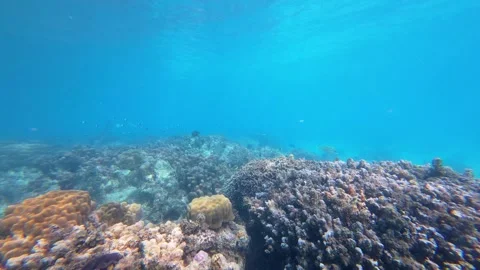 Vibrant Coral Reef Vídeos de archivo 323950085