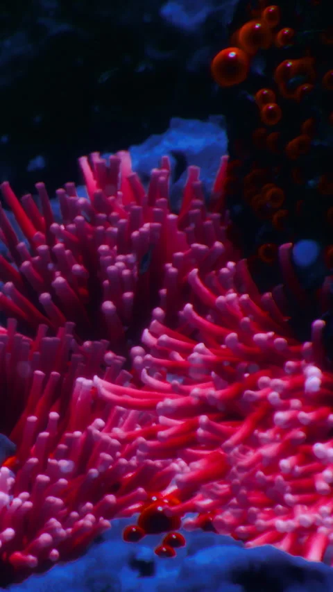 Vibrant coral reef glowing under deep ocean waters at sunset Stock Footage 340078272