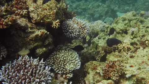 Vibrant Coral Reef Scene Featuring Diverse Fish Species And Colorful Corals In T 스톡 동영상 311982924