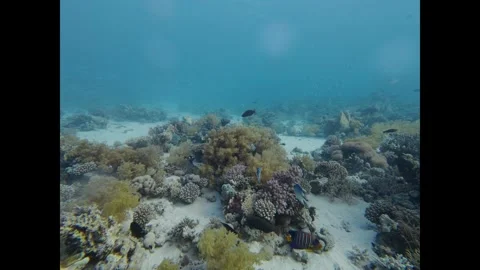 Vibrant coral reef scene teeming with colorful tropical fish swimming in clear 스톡 동영상 335746449