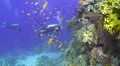 Vibrant coral reef with scuba divers in the background HD Footage