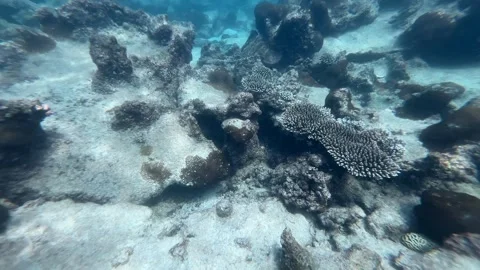 Vibrant Coral Reef Serenity Stock Footage 288076490