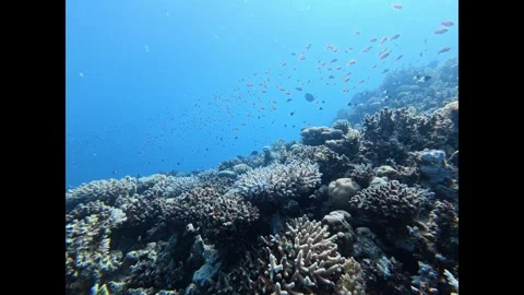 Vibrant coral reef teeming with colorful schools of fish swimming in the clear Stock Footage 335817802