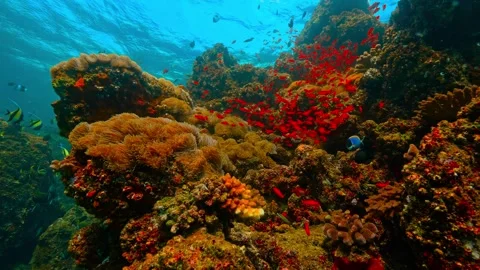 Vibrant coral reef teeming with diverse fish species, showcasing a rich und.. Stock Footage 301032333