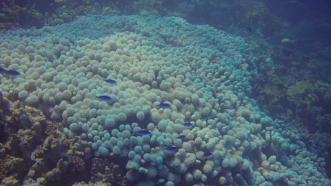 A vibrant coral reef teeming with diverse fish and marine life Stock Footage 319291673