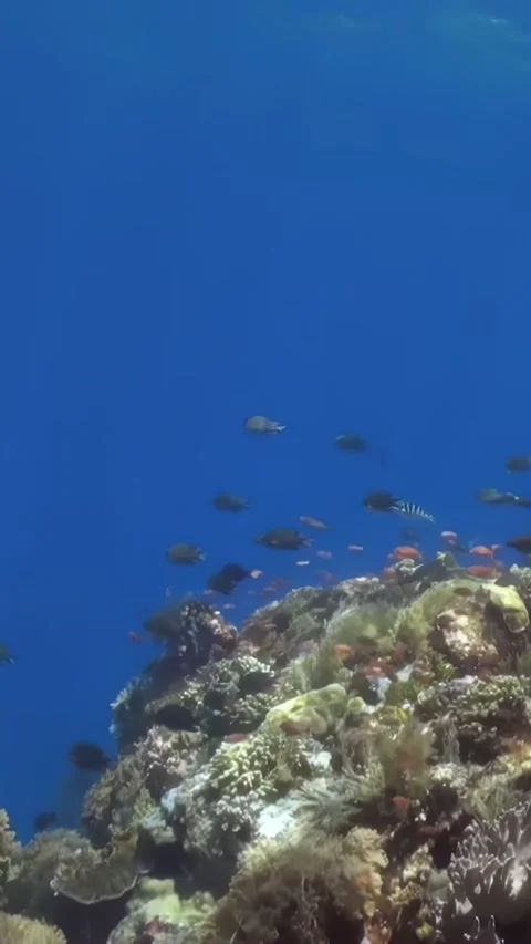 A Vibrant Coral Reef Teeming With Fish in Clear Blue Ocean Stock Footage 321410014