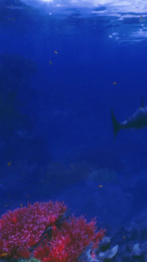 Vibrant coral reef teeming with life in a deep blue ocean paradise Stock-Footage 341402511