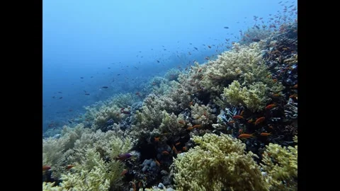 Vibrant coral reef teeming with schools of small orange tropical fish in clear Stock-Footage 335817919