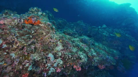 Vibrant corals with unique shape and color create mosaic Stock Footage 305960644