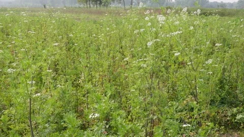 Vibrant Coriander Plants Vidéo 332590509