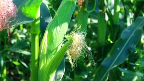 Vibrant Corn Field Blowing in The Wind on a Sunny day. Video stock 88715313