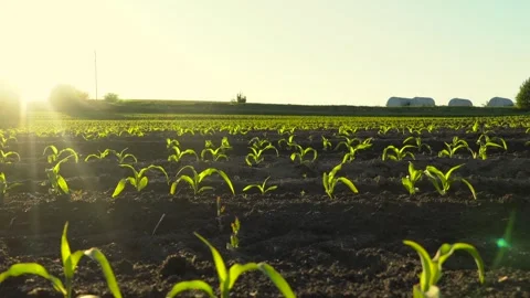 Vibrant corn plants grow under sunlight in wide open farmland at golden hour Stock Footage 320436618