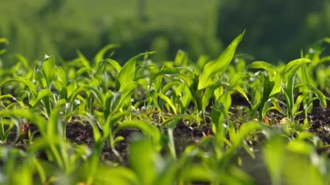 Vibrant Corn Seedlings are Growing Strongly in a Fertile and Lush Field of Stock Footage 311282584