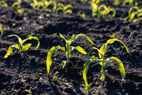 Vibrant corn sprouts push through fertile soil, reaching for the sun, marki.. Stock Photos