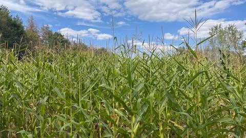 Vibrant cornfield under a clear blue sky during a sunny afternoon in autumn Stock Photos