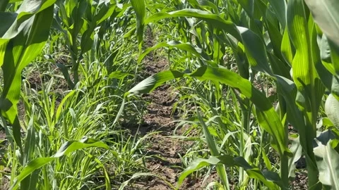 Vibrant Cornfield View Stock Footage 311657931