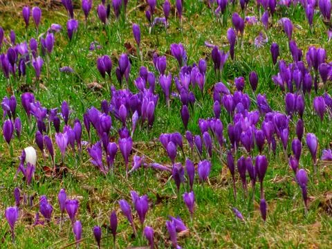 Vibrant Crocus Field in Bloom Stock Photos