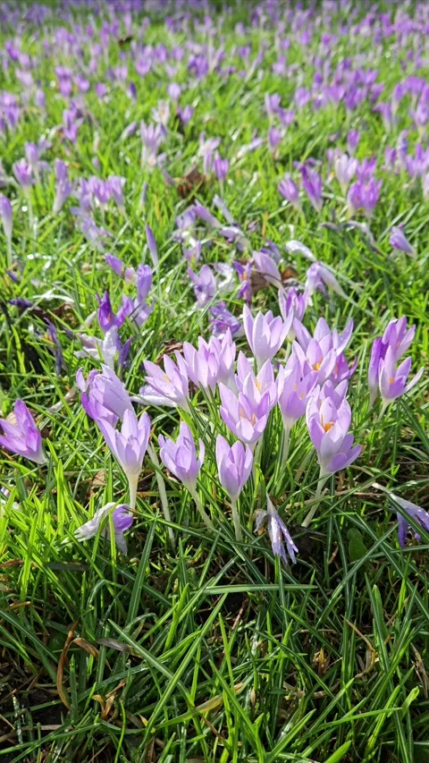 Vibrant Crocus Flowers Blooming in Spring Meadow Stock Footage 304789901