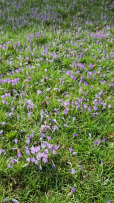 Vibrant Crocus Flowers Blooming in Spring Meadow Stock Footage 304790283